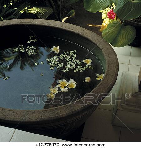 Petals in a Water Tub View Large Photo Image Stock Image - Petals in a Water Tub. Fotosearch