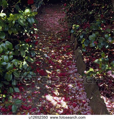 Petals on path in spring garden View Large Photo Image Stock Image - Petals on path in spring garden. Fotosearch