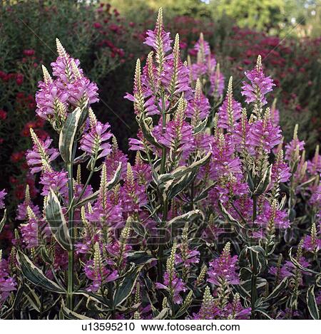physostegia virginiana, perennial, pink, plants View Large Photo Image Stock Image - physostegia virginiana, perennial, pink, plants. Fotosearch