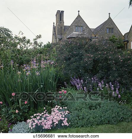 Stock Image - Pink and mauve flowering plants in herbaceous border in large country garden in summer. Fotosearch