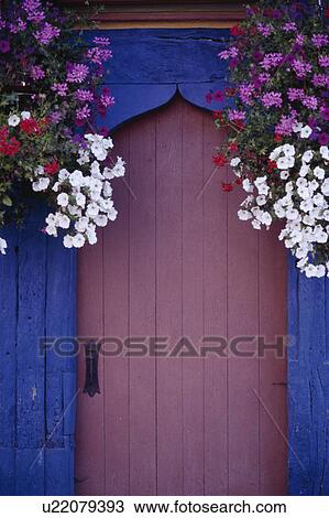Pink and white petunias in hanging baskets on either side of purple front door in bright blue Gothic frame View Large Photo Image Stock Image - Pink and white petunias in hanging baskets on either side of purple front door in bright blue Gothic frame. Fotosearch