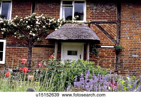 Pink climbing rose on timbered red brick cottage with thatched porch and flowering plants in front garden View Large Photo Image Stock Photo - Pink climbing rose on timbered red brick cottage with thatched porch and flowering plants in front garden. Fotosearch