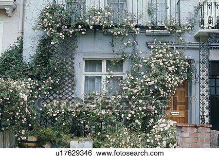 Pink climbing roses on pastel blue Victorian terraced townhouse View Large Photo Image Stock Photograph - Pink climbing roses on pastel blue Victorian terraced townhouse. Fotosearch