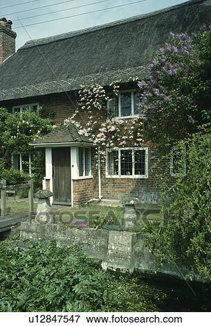 Pink climbing roses over front door of country cottage with thatched roof View Large Photo Image Stock Photo - Pink climbing roses over front door of country cottage with thatched roof. Fotosearch