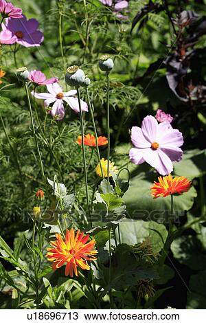 Stock Image - Pink cosmos and orange dahlias in summer garden border. Fotosearch