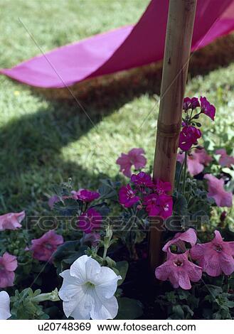 Pink cotton awning in country garden in summer View Large Photo Image Stock Photo - Pink cotton awning in country garden in summer. Fotosearch
