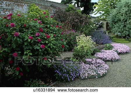 Picture - Pink dianthus and blue campanula below dark pink roses in large walled country garden in summer. Fotosearch
