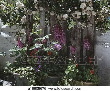 Stock Photograph - Pink foxgloves and red geraniums in pots below white roses on fence. Fotosearch