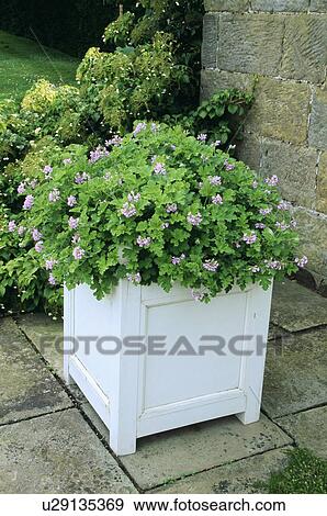 Stock Photo - Pink geranium in square white wooden planter. Fotosearch