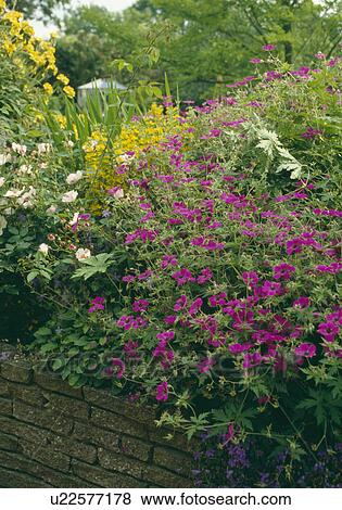 Pink geranium psilostemon in raised summer garden border View Large Photo Image Stock Photo - Pink geranium psilostemon in raised summer garden border. Fotosearch
