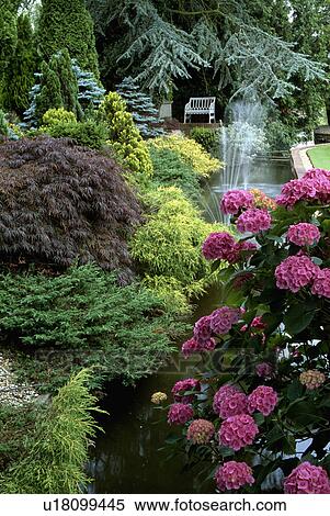 Pink hydrangeas and shrubs beside pond and fountain in country garden View Large Photo Image Stock Photography - Pink hydrangeas and shrubs beside pond and fountain in country garden. Fotosearch