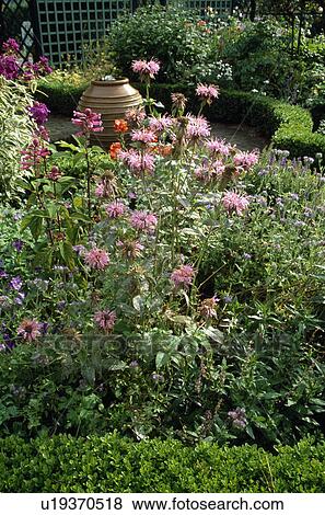Pink Monarda in summer garden border View Large Photo Image Stock Photo - Pink Monarda in summer garden border. Fotosearch