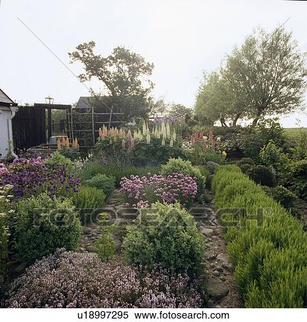 Pink perennials and low hedges in country cottage garden in summer View Large Photo Image Stock Photography - Pink perennials and low hedges in country cottage garden in summer . Fotosearch