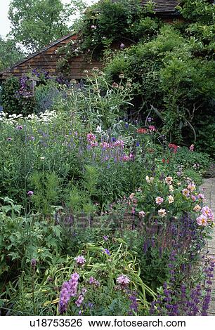 Pink perennials in flowering borders in country garden in summer View Large Photo Image Stock Photograph - Pink perennials in flowering borders in country garden in summer. Fotosearch