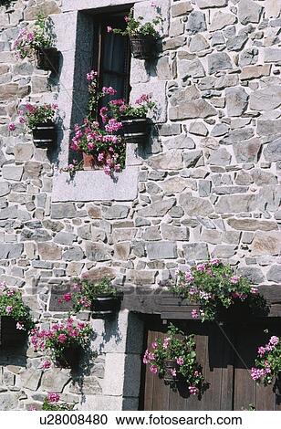 Stock Image - Pink petunias in hanging pots on stone wall of cottage. Fotosearch