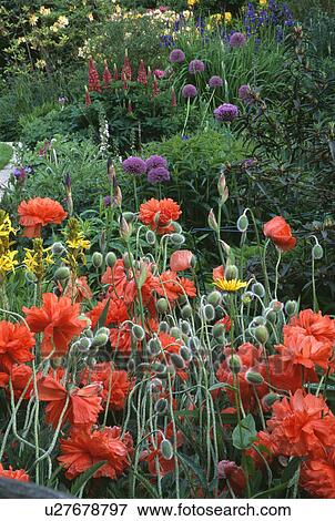 Pink poppies and purple alliums in summer garden border View Large Photo Image Stock Photo - Pink poppies and purple alliums in summer garden border. Fotosearch