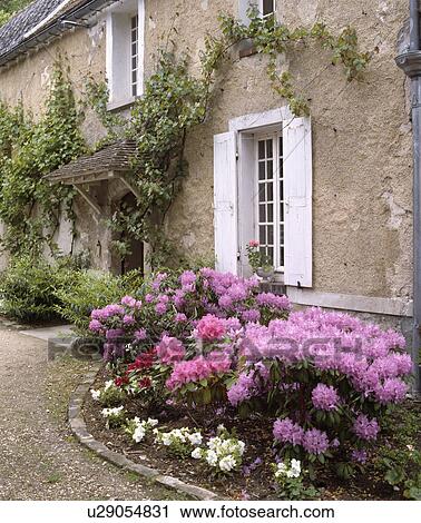 Pink rhododendrons in front of traditional country house in France with white shutters View Large Photo Image Stock Image - Pink rhododendrons in front of traditional country house in France with white shutters. Fotosearch