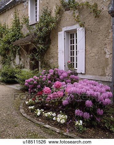 Pink rhododendrons in front of traditional country house in France with white shutters View Large Photo Image Stock Photograph - Pink rhododendrons in front of traditional country house in France with white shutters. Fotosearch