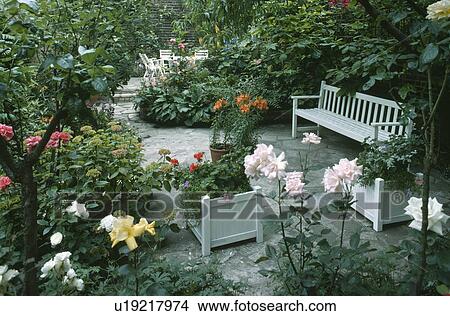 Pink roses and white bench in paved town garden with white planters View Large Photo Image Picture - Pink roses and white bench in paved town garden with white planters. Fotosearch