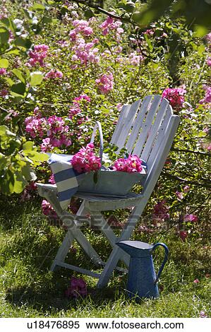Stock Photography - Pink roses and white chair in country garden in summer. Fotosearch