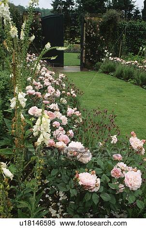 Pink roses and white digitalis in summer garden border beside grass path View Large Photo Image Stock Photography - Pink roses and white digitalis in summer garden border beside grass path. Fotosearch