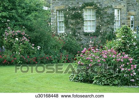 Pink roses in circular bed in lawn in front of traditional country house in summer View Large Photo Image Stock Photo - Pink roses in circular bed in lawn in front of traditional country house in summer. Fotosearch