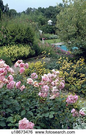 Pink roses in large country garden in summer View Large Photo Image Stock Photograph - Pink roses in large country garden in summer. Fotosearch