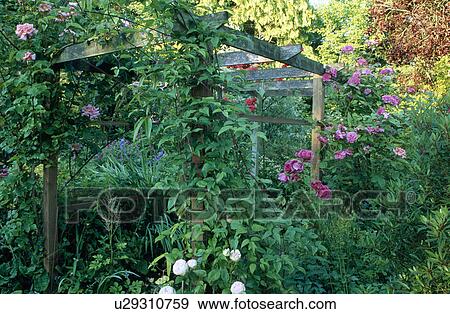 Pink roses on wooden pergola in country garden in summer View Large Photo Image Stock Photo - Pink roses on wooden pergola in country garden in summer. Fotosearch