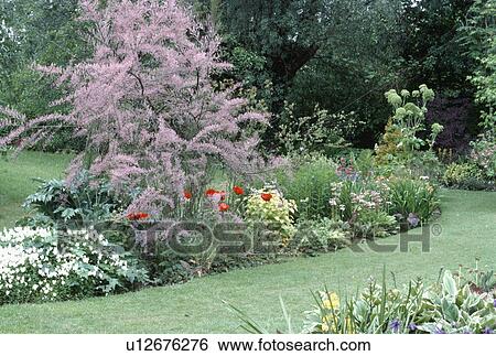 Stock Photograph - Pink tamarisk tree in spring border in country garden. Fotosearch