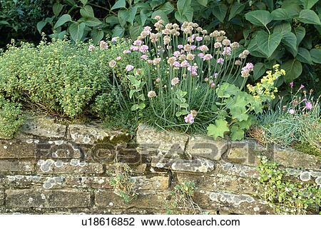 Pink thrift on stone wall in country garden in summer View Large Photo Image Stock Image - Pink thrift on stone wall in country garden in summer. Fotosearch