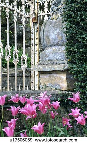 Stock Photo - Pink tulips beside ornate metal gates . Fotosearch