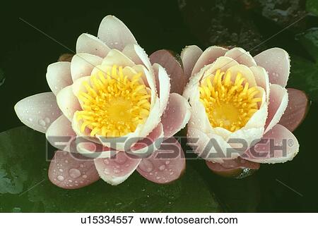 pink, waterlily, nymphaea, pastel, plants View Large Photo Image Stock Photo - pink, waterlily, nymphaea, pastel, plants. Fotosearch