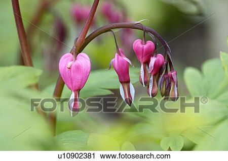 Stock Image - plants, flowers, pink. Fotosearch