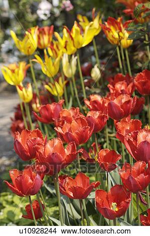 Picture - plants, flowers, red, yellow. Fotosearch