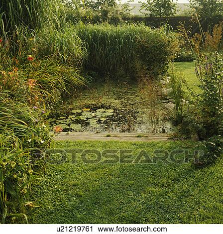 Pond and tall green plants in country garden View Large Photo Image Stock Image - Pond and tall green plants in country garden. Fotosearch