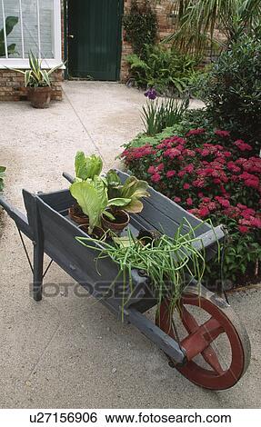 Pots of vegetables in old wooden wheelbarrow in front of red "sweet williams" View Large Photo Image Stock Photograph - Pots of vegetables in old wooden wheelbarrow in front of red "sweet williams". Fotosearch