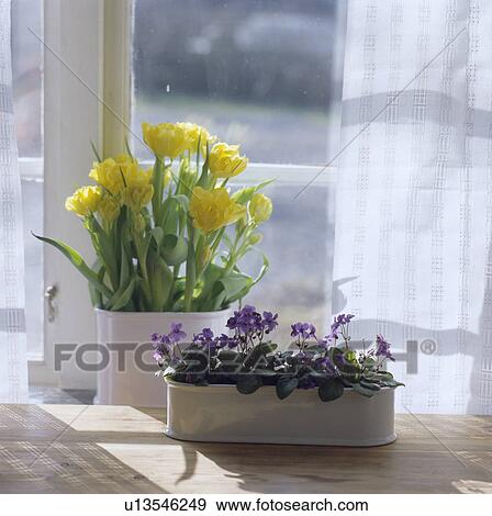 Stock Photo - Purple African violets in long white pot on windowsill with yellow tulips in white ceramic pot. Fotosearch