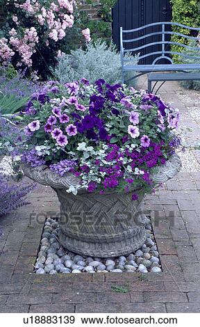 Purple summer flowering plants in stone urn on brick and pebble paving in country garden View Large Photo Image Stock Photo - Purple summer flowering plants in stone urn on brick and pebble paving in country garden. Fotosearch