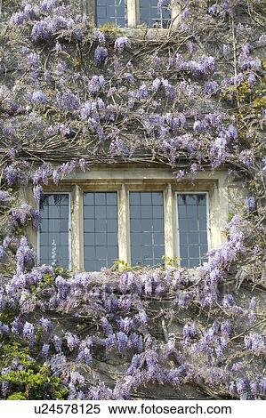Purple wisteria growing on walls of house with windows with stone lintels View Large Photo Image Stock Photography - Purple wisteria growing on walls of house with windows with stone lintels. Fotosearch