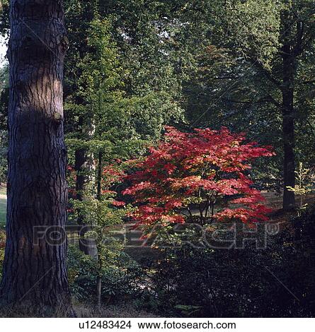 Picture - Red acer in woodland garden in Autumn. Fotosearch
