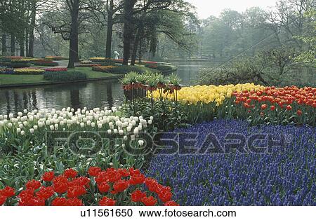 red and white tulips with blue muscari growing beside lake in Keukenhof gardens in the Netherlands View Large Photo Image Stock Image - red and white tulips with blue muscari growing beside lake in Keukenhof gardens in the Netherlands. Fotosearch