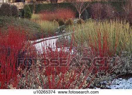 Picture - Red branches of cornus "Alba Sibirica" underplanted with euonymus in Cambridge Botanic Garden. Fotosearch