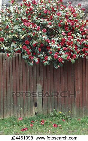 Red camellia above wooden fence in country garden View Large Photo Image Stock Photo - Red camellia above wooden fence in country garden. Fotosearch