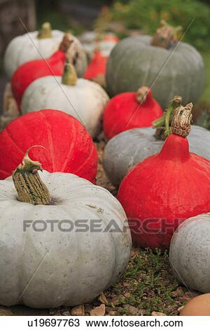 red, gardens, food, vegetables, harvest View Large Photo Image Stock Image - red, gardens, food, vegetables, harvest. Fotosearch