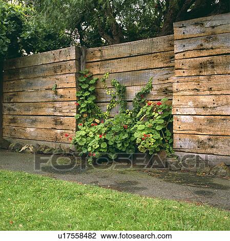red geraniums growing at the foot of a tall fence made of sleepers. View Large Photo Image Stock Image - red geraniums growing at the foot of a tall fence made of sleepers.. Fotosearch