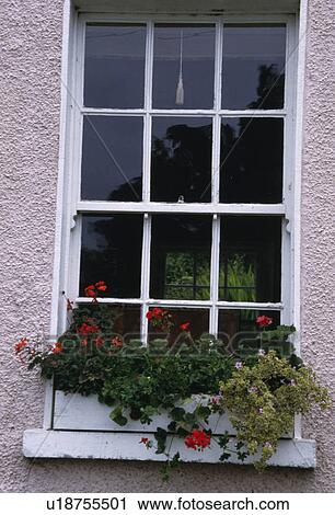 Stock Image - Red geraniums in windowbox below sash window. Fotosearch