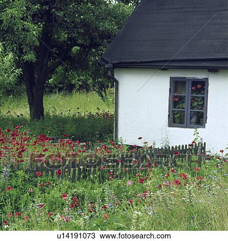Red poppies in wild flower garden in front of white country cottage View Large Photo Image Stock Image - Red poppies in wild flower garden in front of white country cottage. Fotosearch