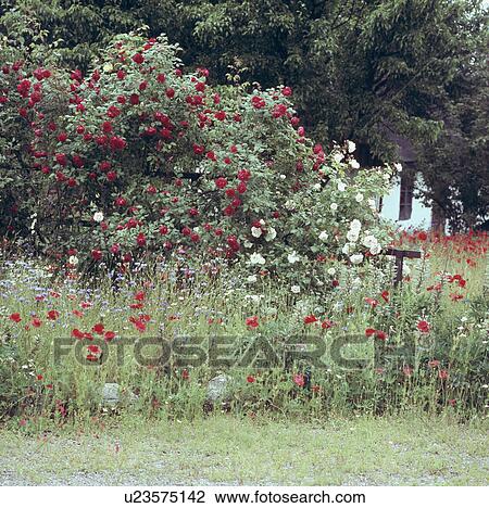 Red poppies in wildflower border in large country garden in summer View Large Photo Image Stock Image - Red poppies in wildflower border in large country garden in summer. Fotosearch