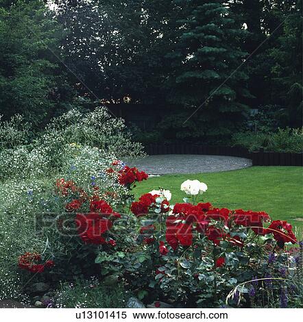 Stock Photography - Red roses and gypsophila in border in large country garden in summer. Fotosearch