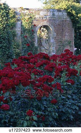 Stock Image - Red roses in front of wall in country garden in summer. Fotosearch